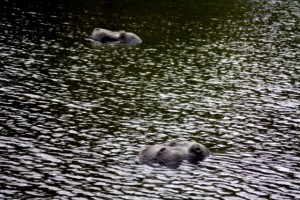 Nijlpaarden bij Stormpolder