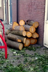 Gekapte boom, Gronsvelderf