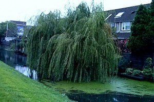 Omgewaaide boom Valkenburgsingel