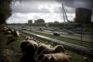 Schapen, talud A16