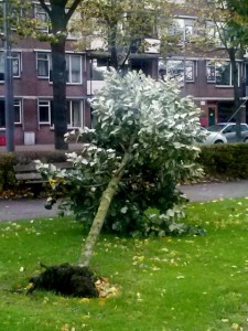 Omgewaaide boom park Schinnenbaan