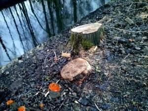 Gekapte bomen nabij Vosbergdam