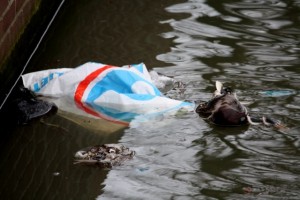 Dodo watervogels