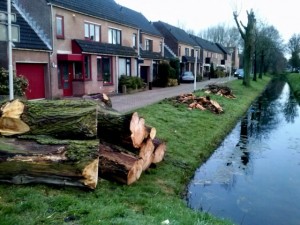 Gerooide bomen aan het Dijkje