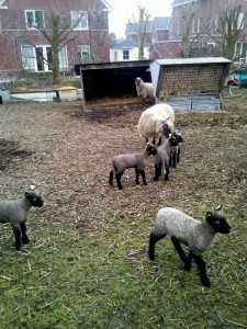 Lammetjes aan het Dijkje in Bolnes