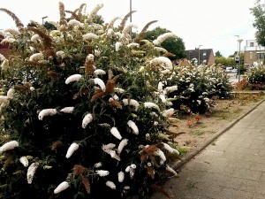 Vlinderstruiken aan de Cannenburchstraat