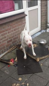 Hond op balkon