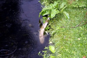 Vissterfte in Oude Watering