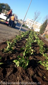 Nieuwe perkplanten Cannenburchstraat