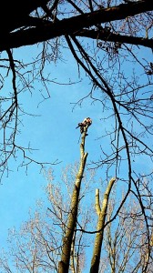 Takken snoeien op grote hoogte