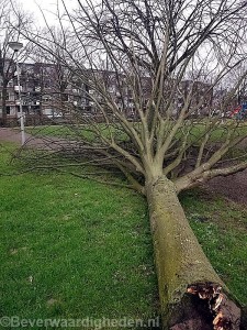 Omgevallen boom park Schinnenbaan