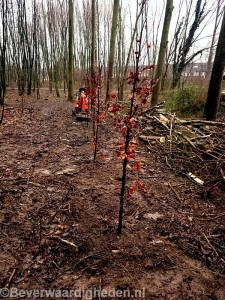 Jonge aanplant in Randpark