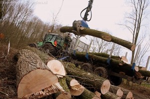 Forse bomenkap achter Geullestraat