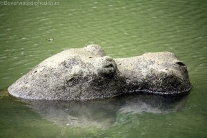 Hippos terug in de vijver Stormpolder