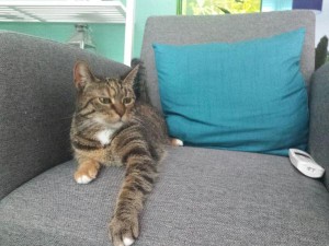 Kat, Izzy vermist aan Valkenburgsingel