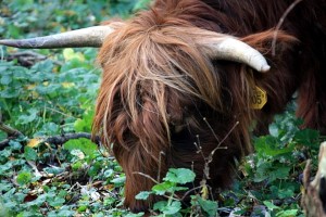 Schotse Hooglander