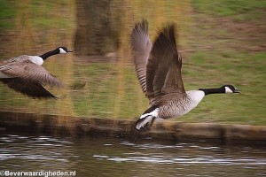 Canadese Gans in park Schinnenbaan