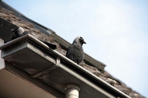 Kauwen nestelen zich onder dakpan in Eckartstraat