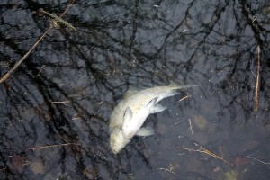 Dode vissen in singels Beverwaard